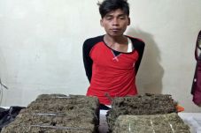 Bawa Ganja 15 Kg, Petani...