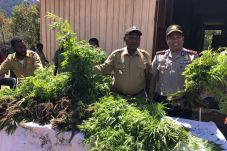 2 Hektare Ladang Ganja...