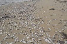 Pencemaran Bangkai Ikan...