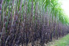 Petani Tebu Semringah...