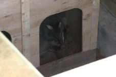 Dua Ekor Wallaby di...