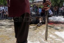 Kemas Daging Kurban,...