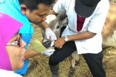 Tips Memilih Hewan Kurban...