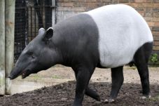 Tapir Betina Kabur dari...