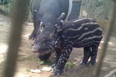 Novi Lahirkan Tapir...