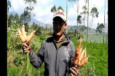 Ngeri! Bibit Wortel...