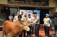 MNC Peduli Berikan Sapi...