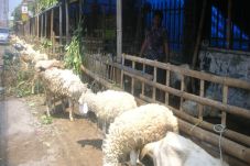 Petugas DPPP Temukan...