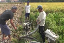Sawah Mengering, Petani...