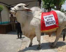 Sapi Montok Pemberian...