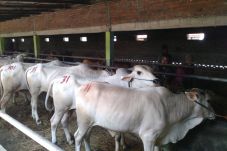 PDIP Sulsel Kurban 65...