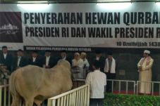 JK Serahkan Hewan Kurban...