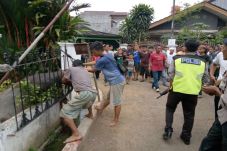 Mengamuk, Kerbau Kurban...