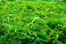 Manfaat Ekstrak Rumput...
