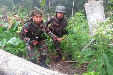 TNI Temukan Ladang Ganja...