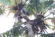 Ajaib, Pohon Kelapa...