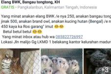 Jualan Hewan Langka...