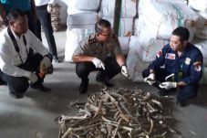 Gudang Satwa dan Tanaman...