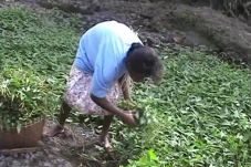 Di Banjarnegara, Kekeringan...