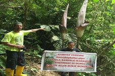 Ditemukan di Cagar Alam...