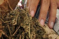 Simpan Ganja 1,560 Gram,...