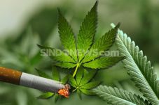 Tanam Ganja di Atap...
