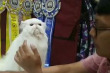 150 Ekor Kucing Cantik...