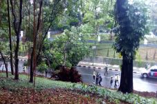 Ratusan Pohon Besar...
