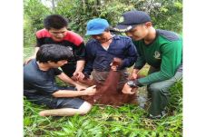 Tersesat di Kebun, Orangutan...