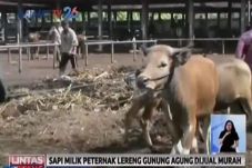 10 Ribu Ekor Sapi Milik...