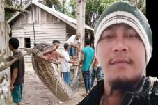 In Riau, Giant Python...