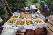 Petani Jeruk Keluhkan...