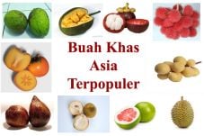Buah Khas Negara-Negara...