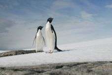 Ribuan Penguin Mati...