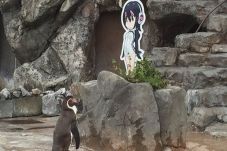 Maut Akhiri Hidup Penguin...
