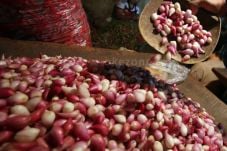 Harga Bawang Merah di...