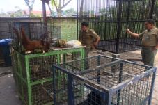 Takut Terjerat Hukum,...