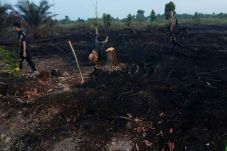 Buka Lahan dengan Dibakar,...