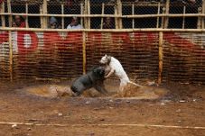 Kontes Duel Maut Anjing...