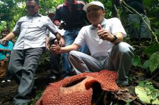Bunga Rafflesia Berkelopak...