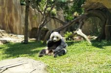 Sepasang Panda Asal...