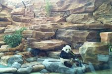 Karantina Usai, Panda...