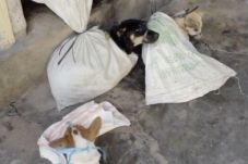 Pembantaian 1 Juta Anjing...