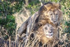 Gay Lions Seen in Kenya...