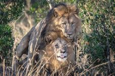 Singa Jantan di Kenya...