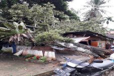 Pohon Timpa Rumah Warga...