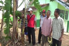 Unik, Pohon Pisang Ini...