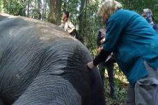 Tim Gabungan Obati Gajah...