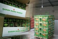 Mangga Harum Manis Merambah...