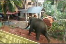 Gajah Mengamuk di Permukiman...